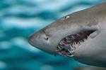 Sharks